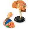 image:imageLearning Resources Brain Model  Anatomy and Science Classroom Must Haves Neuro Health and Human Body Model STEM Study Tools Back to School Kits Homeschool Gifts for Students