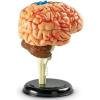 image:imageLearning Resources Brain Model  Anatomy and Science Classroom Must Haves Neuro Health and Human Body Model STEM Study Tools Back to School Kits Homeschool Gifts for Students