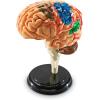 image:imageLearning Resources Brain Model  Anatomy and Science Classroom Must Haves Neuro Health and Human Body Model STEM Study Tools Back to School Kits Homeschool Gifts for Students