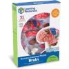 image:imageLearning Resources Brain Model  Anatomy and Science Classroom Must Haves Neuro Health and Human Body Model STEM Study Tools Back to School Kits Homeschool Gifts for Students