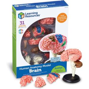 image:imageLearning Resources Brain Model  Anatomy and Science Classroom Must Haves Neuro Health and Human Body Model STEM Study Tools Back to School Kits Homeschool Gifts for Students