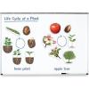 image:imageLearning Resources Giant Magnetic Plant Life Cycle  STEM Growing Seed Montessori Tree  Biology Cards Classroom Teacher Must Haves Activities Science Homeschool Essentials Gifts for Students
