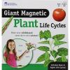image:imageLearning Resources Giant Magnetic Plant Life Cycle  STEM Growing Seed Montessori Tree  Biology Cards Classroom Teacher Must Haves Activities Science Homeschool Essentials Gifts for Students