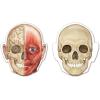 image:imageLearning Resources DoubleSided Magnetic Human Body  Anatomy Model Body Parts for Students STEM Classroom Essentials Skeleton Kit for Doctors Science Classrooms and Homeschool Essentials