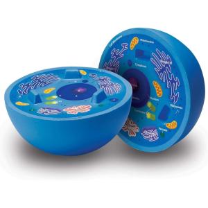 image:imageLearning Resources CrossSection Animal Cell Model  STEM Biology Gifts Molecular Science Activities  Microbiology Classroom and Teacher Must Haves Homeschool Materials Model Kit Tools