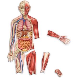 image:imageLearning Resources DoubleSided Magnetic Human Body  Anatomy Model Body Parts for Students STEM Classroom Essentials Skeleton Kit for Doctors Science Classrooms and Homeschool Essentials