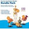 image:imageLearning Resources Anatomy Models Bundle Set  Skeleton and Physiology Human Body Model  Science Classroom Must Haves Biology Teacher Supplies Interactive Homeschool Projects MontessoriBundle Set