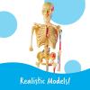 image:imageLearning Resources Anatomy Models Bundle Set  Skeleton and Physiology Human Body Model  Science Classroom Must Haves Biology Teacher Supplies Interactive Homeschool Projects MontessoriBundle Set