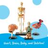 image:imageLearning Resources Anatomy Models Bundle Set  Skeleton and Physiology Human Body Model  Science Classroom Must Haves Biology Teacher Supplies Interactive Homeschool Projects MontessoriBundle Set