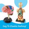 image:imageLearning Resources Anatomy Models Bundle Set  Skeleton and Physiology Human Body Model  Science Classroom Must Haves Biology Teacher Supplies Interactive Homeschool Projects MontessoriBundle Set