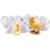 image:imageLearning Resources Chick Life Cycle Exploration Set  21 Pieces Ages 5 Science Exploration Toys for Kids Kindergartner Activities Chicken Toys