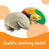 image:imageLearning Resources Crosssection Brain Model  2 Pieces Ages 7 Brain Anatomy Model Brain Functions Model Human Anatomy for Kids Foam Brain ModelBack to School Supplies