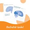 image:imageLearning Resources Crosssection Brain Model  2 Pieces Ages 7 Brain Anatomy Model Brain Functions Model Human Anatomy for Kids Foam Brain ModelBack to School Supplies