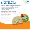 image:imageLearning Resources Crosssection Brain Model  2 Pieces Ages 7 Brain Anatomy Model Brain Functions Model Human Anatomy for Kids Foam Brain ModelBack to School Supplies