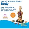 image:imageLearning Resources Human Body Model Science Classroom Demonstration Tools Realistic Human Anatomy Display 31 Pieces Grades 3 Ages 8