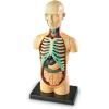 image:imageLearning Resources Human Body Model Science Classroom Demonstration Tools Realistic Human Anatomy Display 31 Pieces Grades 3 Ages 8