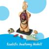 image:imageLearning Resources Human Body Model Science Classroom Demonstration Tools Realistic Human Anatomy Display 31 Pieces Grades 3 Ages 8