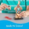 image:imageLearning Resources Human Body Model Science Classroom Demonstration Tools Realistic Human Anatomy Display 31 Pieces Grades 3 Ages 8