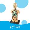 image:imageLearning Resources Human Body Model Science Classroom Demonstration Tools Realistic Human Anatomy Display 31 Pieces Grades 3 Ages 8