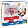image:imageLearning Resources Pumping Heart Model  Science Classroom Must Haves STEM Student Essentials Practice Anatomy Cardiology Artery and Veins Study Tools Back to School Supplies for Teachers