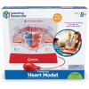image:imageLearning Resources Pumping Heart Model  Science Classroom Must Haves STEM Student Essentials Practice Anatomy Cardiology Artery and Veins Study Tools Back to School Supplies for Teachers