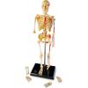 image:imageLearning Resources Skeleton Model Science Classroom Must Haves STEM Student Essentials Practice Anatomy Back to School Supplies for Teachers
