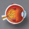 image:imageLearning Resources Soft Foam CrossSection Human Eye Model  3D Model for Kids Biology Classroom Supplies amp Science Equipment Human Anatomy and Physiology Study Tools Science Classroom Decor