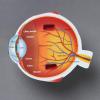 image:imageLearning Resources Soft Foam CrossSection Human Eye Model  3D Model for Kids Biology Classroom Supplies amp Science Equipment Human Anatomy and Physiology Study Tools Science Classroom Decor