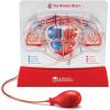 image:imageLearning Resources Pumping Heart Model  Science Classroom Must Haves STEM Student Essentials Practice Anatomy Cardiology Artery and Veins Study Tools Back to School Supplies for Teachers