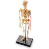 image:imageLearning Resources Skeleton Model Science Classroom Must Haves STEM Student Essentials Practice Anatomy Back to School Supplies for Teachers