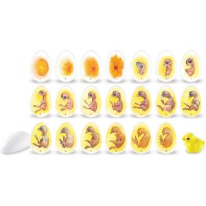 image:imageLearning Resources Chick Life Cycle Exploration Set  21 Pieces Ages 5 Science Exploration Toys for Kids Kindergartner Activities Chicken Toys