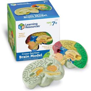 image:imageLearning Resources Crosssection Brain Model  2 Pieces Ages 7 Brain Anatomy Model Brain Functions Model Human Anatomy for Kids Foam Brain ModelBack to School Supplies