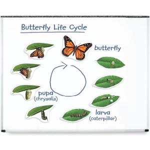 image:imageLearning Resources Giant Magnetic Butterfly Life Cycle  WriteandWipe Teaching Aids and STEM Decor Butterfly Life Cycle Models Dry Erase Accessories for Homeschool or Classroom