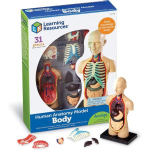 image:imageLearning Resources Human Body Model Science Classroom Demonstration Tools Realistic Human Anatomy Display 31 Pieces Grades 3 Ages 8