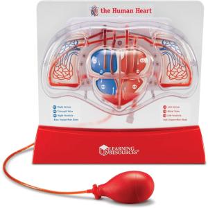 image:imageLearning Resources Pumping Heart Model  Science Classroom Must Haves STEM Student Essentials Practice Anatomy Cardiology Artery and Veins Study Tools Back to School Supplies for Teachers