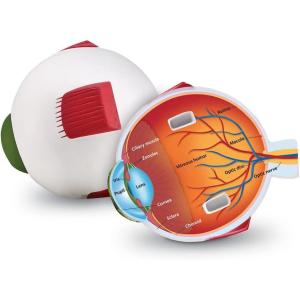 image:imageLearning Resources Soft Foam CrossSection Human Eye Model  3D Model for Kids Biology Classroom Supplies amp Science Equipment Human Anatomy and Physiology Study Tools Science Classroom Decor