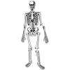 image:imageLearning Resources Skeleton Floor Puzzle  Science Classroom Must Haves STEM Student Essentials Practice Anatomy Back to School Supplies for Teachers Ages 3