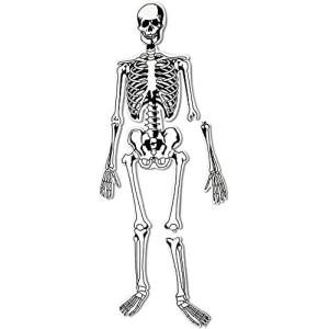 image:imageLearning Resources Skeleton Floor Puzzle  Science Classroom Must Haves STEM Student Essentials Practice Anatomy Back to School Supplies for Teachers Ages 3