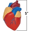 image:imageLearning Resources CrossSection Human Heart Model  Practice Anatomy Cardiology Artery and Veins Study Tools Classroom Must Haves STEM Student Essentials Back to School Supplies for Teachers