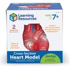 image:imageLearning Resources CrossSection Human Heart Model  Practice Anatomy Cardiology Artery and Veins Study Tools Classroom Must Haves STEM Student Essentials Back to School Supplies for Teachers