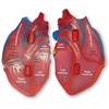image:imageLearning Resources CrossSection Human Heart Model  Practice Anatomy Cardiology Artery and Veins Study Tools Classroom Must Haves STEM Student Essentials Back to School Supplies for Teachers