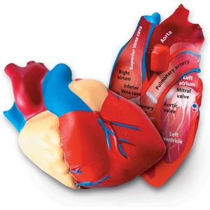 image:imageLearning Resources CrossSection Human Heart Model  Practice Anatomy Cardiology Artery and Veins Study Tools Classroom Must Haves STEM Student Essentials Back to School Supplies for Teachers