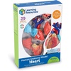 image:imageLearning Resources Human Heart Model Anatomy and Science Classroom Must Haves Body Model STEM Study Tools Back to School Kits Homeschool Gifts for Students