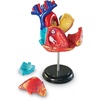 image:imageLearning Resources Human Heart Model Anatomy and Science Classroom Must Haves Body Model STEM Study Tools Back to School Kits Homeschool Gifts for Students
