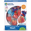 image:imageLearning Resources Human Heart Model Anatomy and Science Classroom Must Haves Body Model STEM Study Tools Back to School Kits Homeschool Gifts for Students
