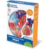 image:imageLearning Resources Human Heart Model Anatomy and Science Classroom Must Haves Body Model STEM Study Tools Back to School Kits Homeschool Gifts for Students