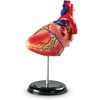 image:imageLearning Resources Human Heart Model Anatomy and Science Classroom Must Haves Body Model STEM Study Tools Back to School Kits Homeschool Gifts for Students