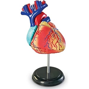 image:imageLearning Resources Human Heart Model Anatomy and Science Classroom Must Haves Body Model STEM Study Tools Back to School Kits Homeschool Gifts for Students