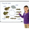 image:imageLearning Resources Giant Magnetic Frog Life Cycle