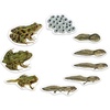 image:imageLearning Resources Giant Magnetic Frog Life Cycle